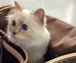 Choupette_Luis Vuitton
