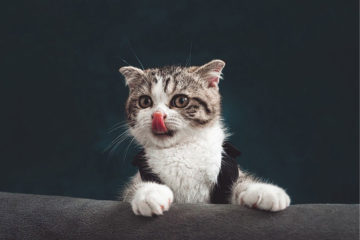 Katzen-Floehe